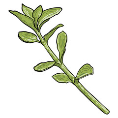 The succulent plant Crassula ovata or Jade Plant twig. Green Money Plant. Exotic decorative houseplants. Vector. © desertsands