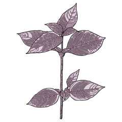 Spring decorative twig. Aervae lanatae herba or Aerva lanata, botanical illustration. Vector.