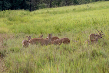 deer meeting  in the woods