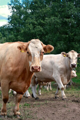 Fototapeta na wymiar two cows in the field
