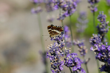 Map butterfly (Araschnia levana) with closed wings sitting on lavender in Zurich, Switzerland