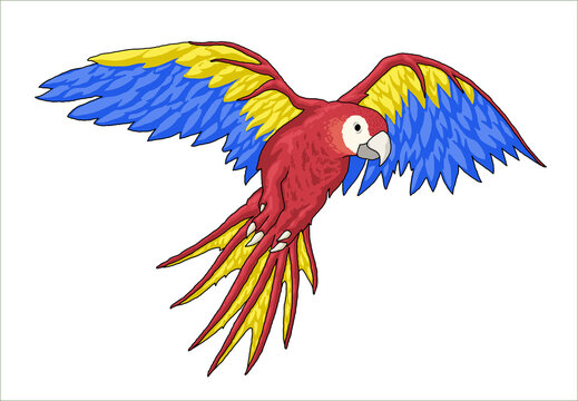 Clip art with colorful hand drawn parrot