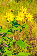 Yellow white colorful flower flowers plants on green meadow Germany.