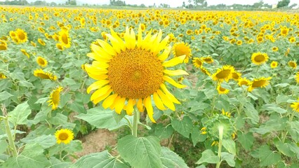 field of sunflowers in summer