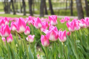 Fototapeta premium Lots of pink tulips in the park