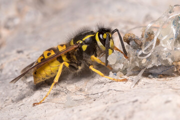 Vespula germanica wasp feeding on a rock on a sunny day