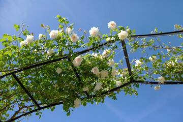 White climbing roses on an iron structure against the blue sky in the garden. 