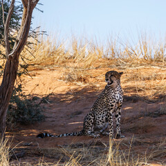 Obraz na płótnie Canvas Cheetah sitting under tree shadow in Kgalagadi transfrontier park, South Africa ; Specie Acinonyx jubatus family of Felidae