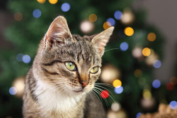 Young Cat with big beautiful eyes sits near the Christmas tree. Cute Cat sitting  near the Christmas decorations. New Year concept. Merry Christmas! Pet and winter holidays. Kitten close up. Cute pet
