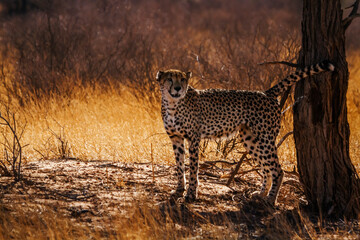 Cheetah male marking territory in Kgalagadi transfrontier park, South Africa ; Specie Acinonyx...