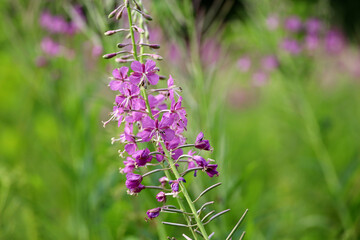 Pink flowers of Willow-herb (Ivan tea, fireweed) in green grass of summer field