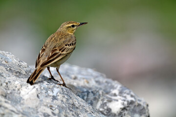 Brachpieper // Tawny pipit (Anthus campestris) - Mt. Lakmos, Pindos, Griechenland // Greece 