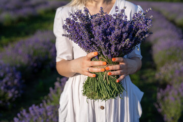 close-up hands of a woman holding purple lavender flowers bouquet 
