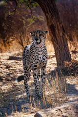 Fototapeta na wymiar Cheetah male calling standing in backlit in Kgalagadi transfrontier park, South Africa ; Specie Acinonyx jubatus family of Felidae