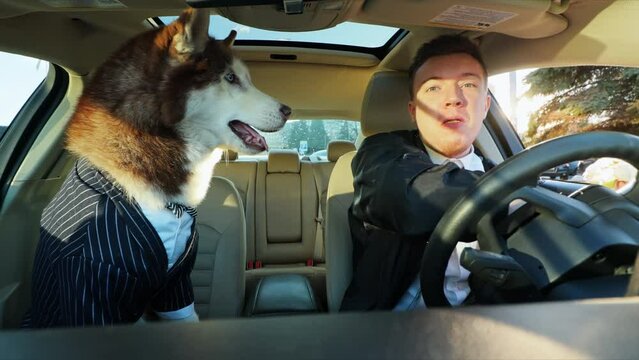 Funny shot attractive businessman driving eat burger with a friend dog. Husky wants to eat food in a car on sunny day. Cute pet. Smiling. Travel together. Close up