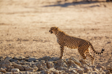 Cheetah standing at waterhole in Kgalagadi transfrontier park, South Africa ; Specie Acinonyx jubatus family of Felidae