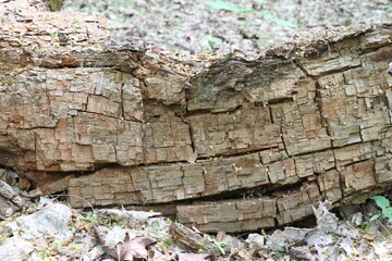 brown tree bark background, bark texture 