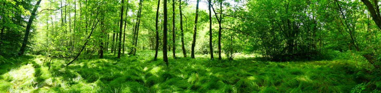 Esterfelder Forst bei Meppen, Panorama