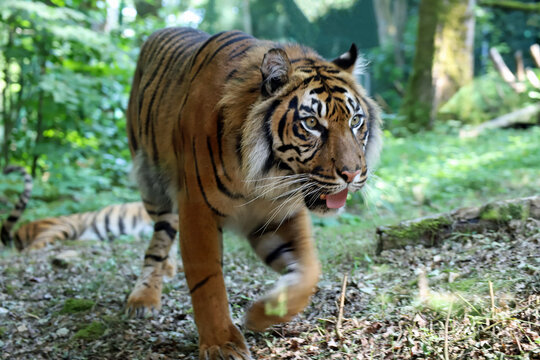 Démarche du tigre de Sumatra