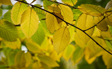 Bright, back-lit yellow leaves during autumn