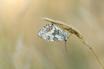 Checkerboard butterfly is hanging on a grass