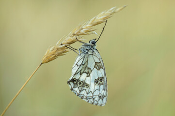 Checkerboard butterfly is hanging on a grass