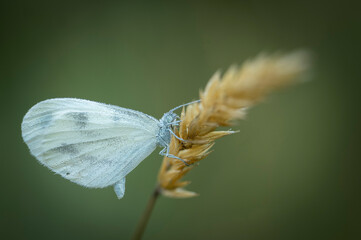 White butterfly is wet from the morning dew.