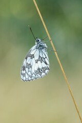 Checkerboard butterfly is hanging on a grass