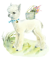 White Alpaca with bag and bell. Decoration with wildlife scene. Watercolor hand drawn illustration