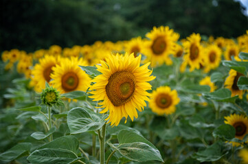 Field of beautiful blooming yellow sunflowers