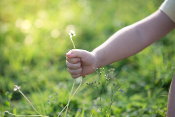 A little girl sitting on yard , picked grass flower, nice and warm background of sunset, little hand catch flower, a girl relaxing on the park