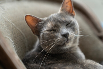 A  gray spotted Russian blue cat winking sitting and hiding  in a safe spot on a small chair