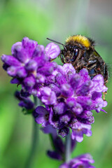 Bumblebee and lavender vol.4