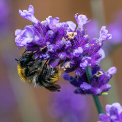 Bumblebee and lavender vol.7