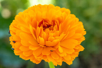 Merigold in the shadow vol.2