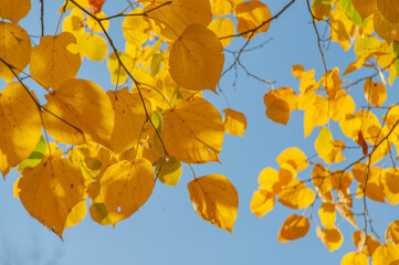 Fototapeta na wymiar Yellow small-leaved linden on blue sky background