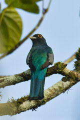 Blue-crowned Trogon. Trogon curucui