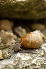 large garden snail, macro photography of a garden snail