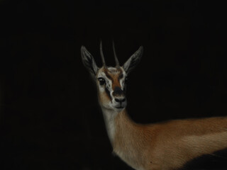 Springbok Isolated