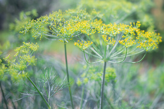 Macro shot of fresh green dill growing on an organic farm, featuring vibrant feathery leaves and morning dew, symbolizing healthy eating, herbal gardening, and sustainable agriculture.