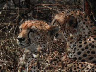 Cheetah Couple