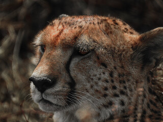 Cheetah