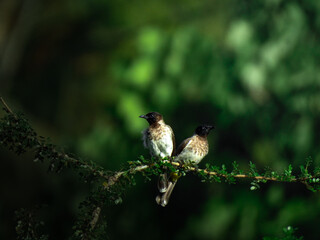 Bird Couple