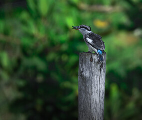 Striped Kingfisher