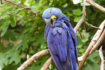 Blue Parrot on Branch looking forward