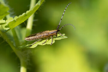 Agapanthia villosoviridescens, also known as the golden-bloomed grey longhorn beetle. Place for text. Place for text.