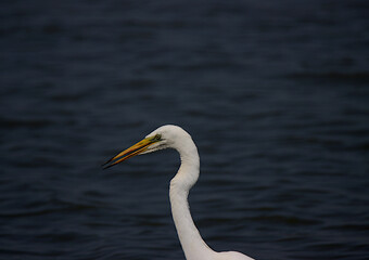 snowy egret in the water