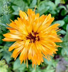 Orange calendula flowers. Blooming marigold flowers. Fresh organic calendula marigold flowers background. Medicinal herbs. Summer marigold flowers.