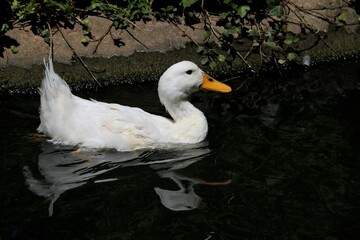 Canard de P&eacute;kin