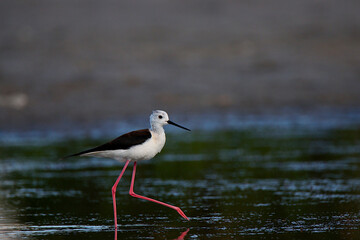 Small white stork walking